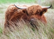 Highland Cow by Dave Fellick