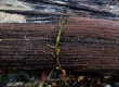 Seaweed log by Steve Sankey