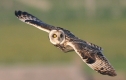 short-eared-owl