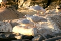 iceland-glaucous-gulls