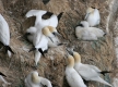 gannets