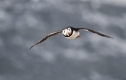 puffin-flying