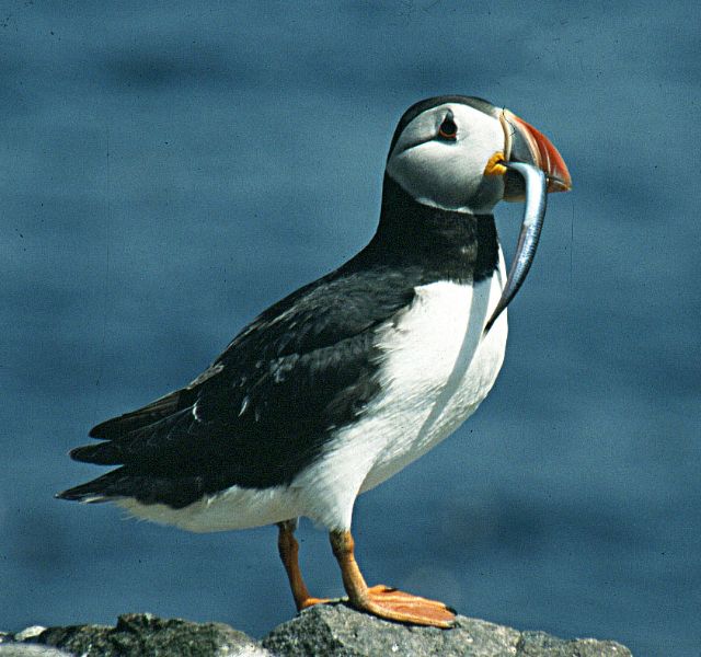 http://orcadianwildlife.co.uk/wPress/wp-content/uploads/2012/05/Puffin-with-sandeel-pic-Sarah-Sankey.jpg