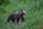 Brown Bear - pic courtesy Wild Echo.