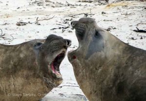 Elephant Seal Young Males.